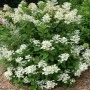 Aedhortensia Early Harry